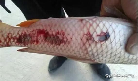 魚身上潰爛圖片【魚身上潰爛是怎么回事】