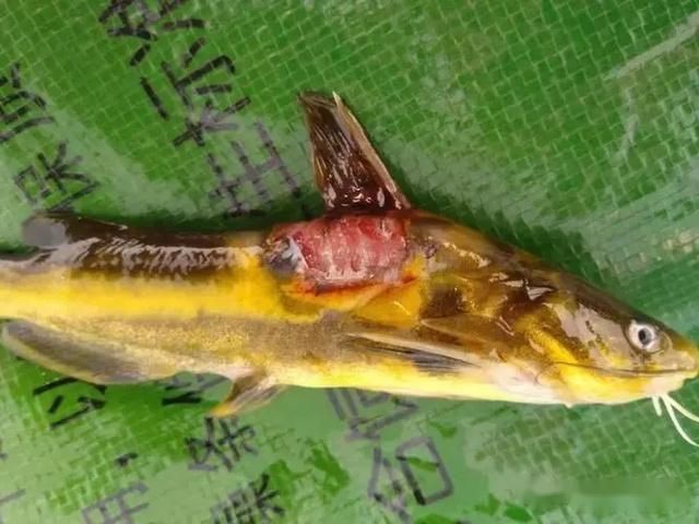 魚身上潰爛圖片【魚身上潰爛是怎么回事】