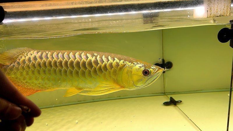 金龍魚古典過背價格一覽表【金龍魚古典過背價格一覽表呈現了這一珍稀觀賞魚品種在不同規格區間】