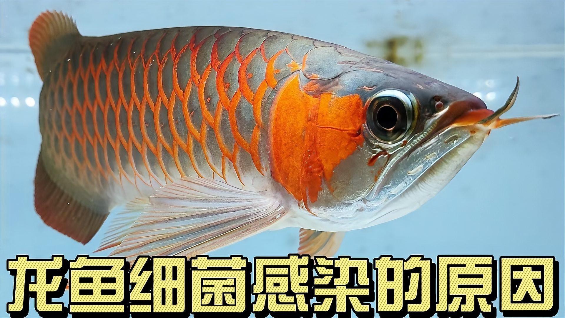 龍魚細(xì)菌感染應(yīng)該如何治療？【林空鹿飲溪金龍魚鱗片感染完全攻略嗶哩嗶哩嗶哩嗶哩嗶哩嗶哩嗶哩】