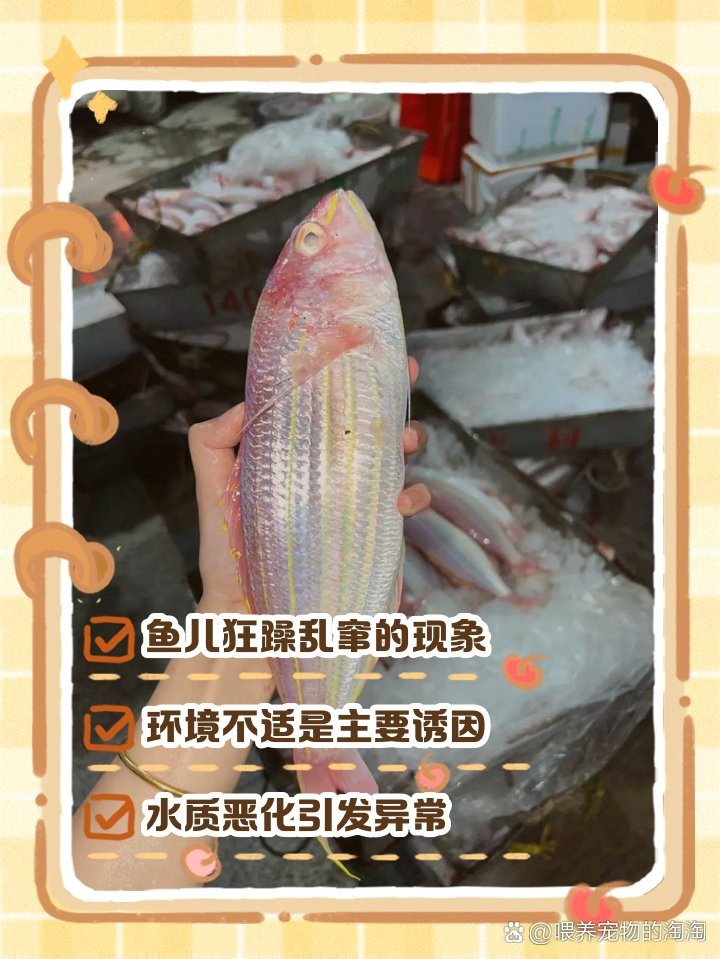 龍魚發瘋亂撞的原因【龍魚發瘋亂撞怎么回事】