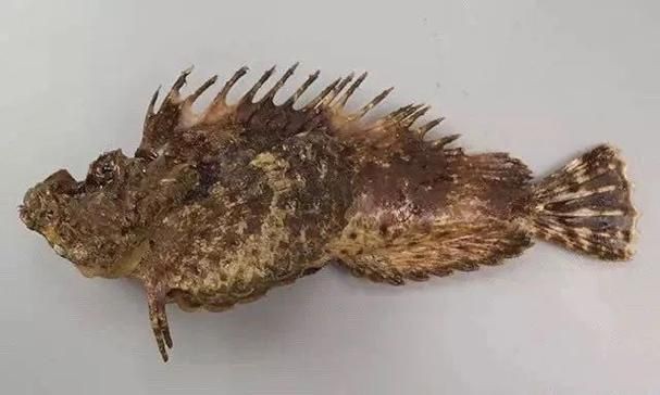 虎刺魚的圖片【《虎刺魚：獨特而迷人的水下精靈》】