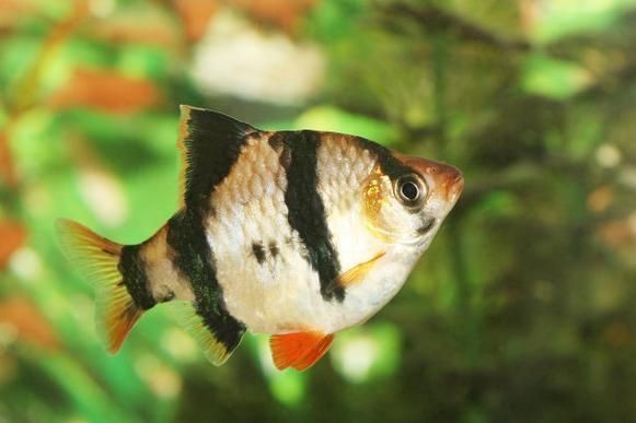 虎刺魚的圖片【《虎刺魚：獨特而迷人的水下精靈》】