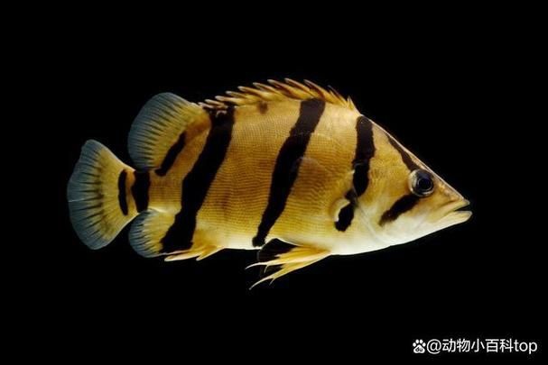 虎刺魚的圖片【《虎刺魚：獨特而迷人的水下精靈》】