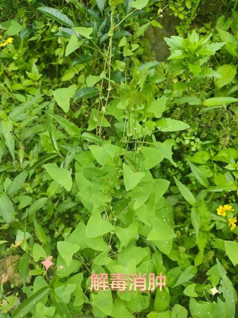 虎刺魚的圖片【《虎刺魚：獨特而迷人的水下精靈》】