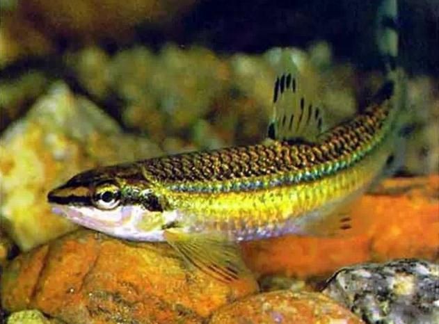 虎刺魚的圖片【《虎刺魚：獨特而迷人的水下精靈》】