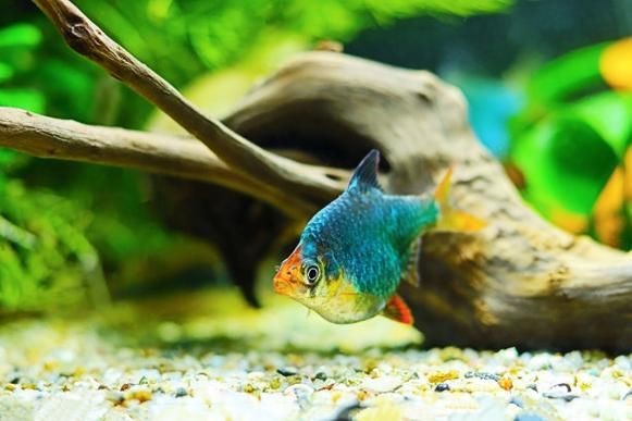 虎刺魚的圖片【《虎刺魚：獨特而迷人的水下精靈》】