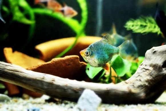 虎刺魚的圖片【《虎刺魚：獨特而迷人的水下精靈》】
