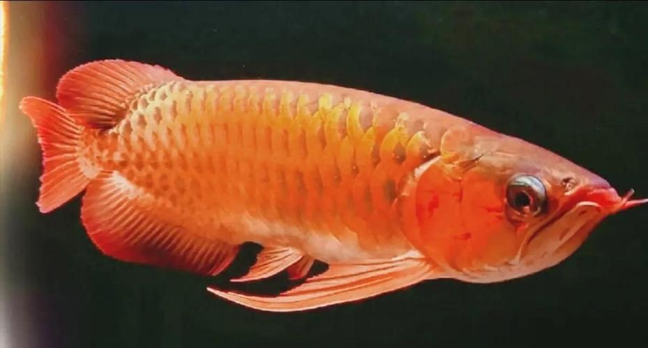 金龍魚炸鱗圖片【看得起雞皮疙瘩——松鱗病這么可怕】