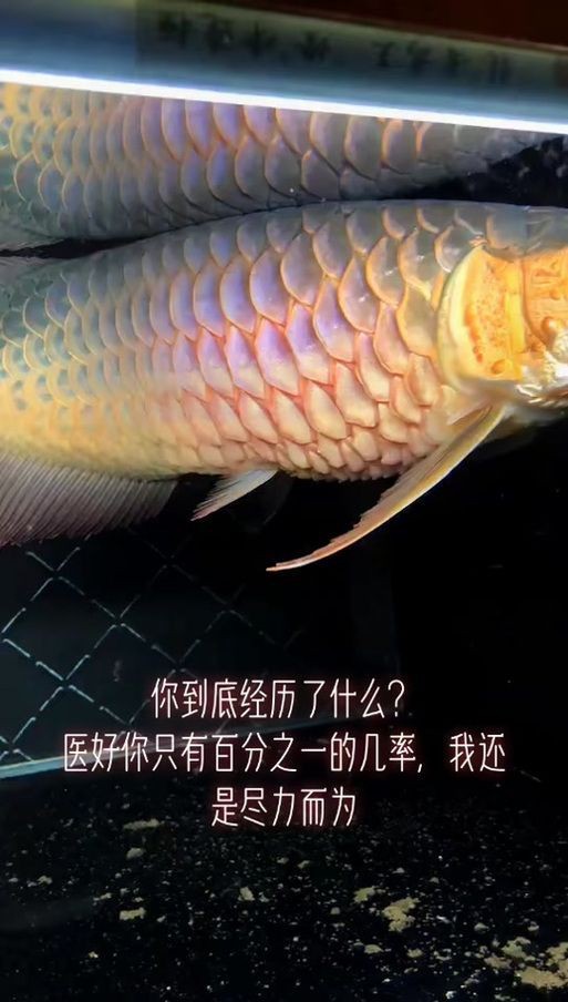 金龍魚(yú)炸鱗圖片【看得起雞皮疙瘩——松鱗病這么可怕】