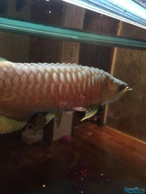 金龍魚(yú)炸鱗圖片【看得起雞皮疙瘩——松鱗病這么可怕】