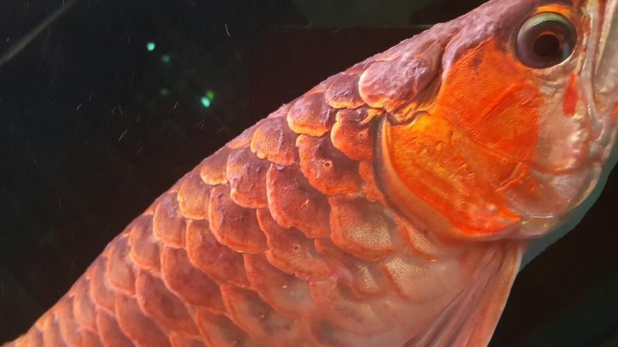 金龍魚(yú)炸鱗圖片【看得起雞皮疙瘩——松鱗病這么可怕】