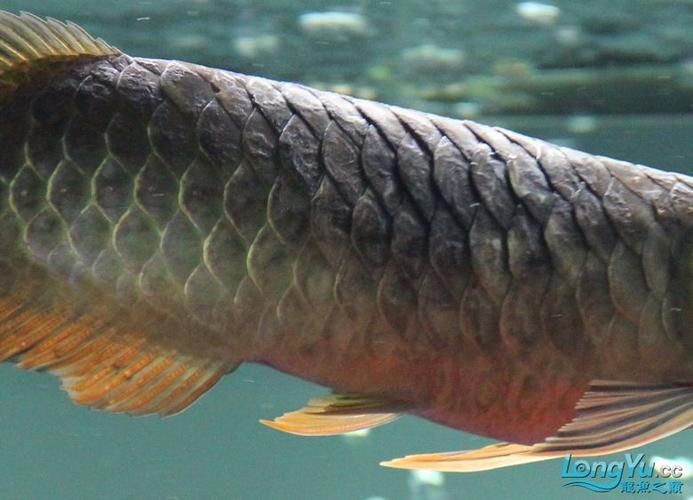 金龍魚(yú)炸鱗圖片【看得起雞皮疙瘩——松鱗病這么可怕】
