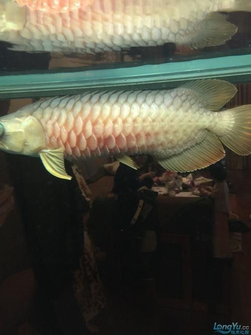 金龍魚(yú)炸鱗圖片【看得起雞皮疙瘩——松鱗病這么可怕】