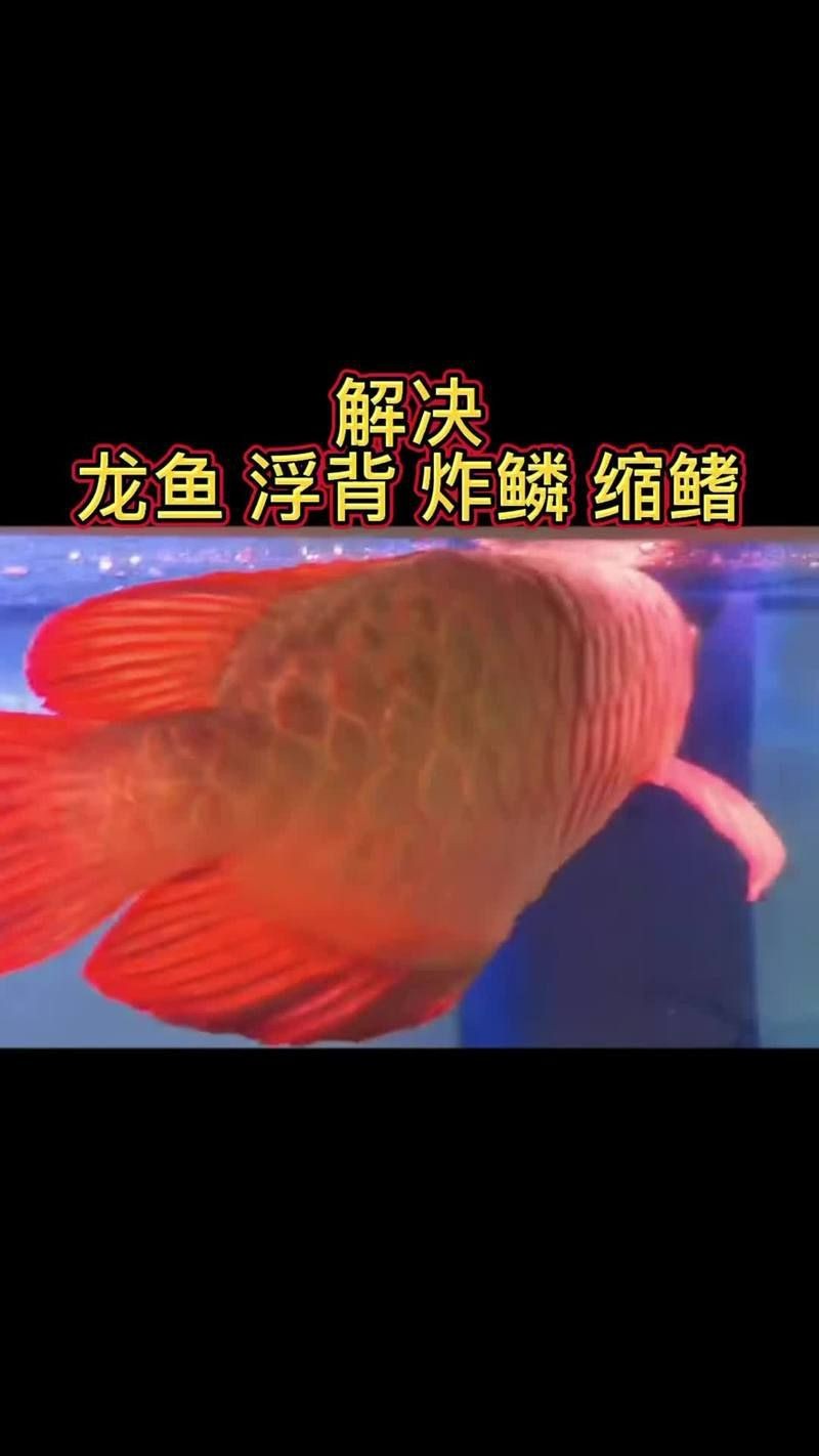 金龍魚(yú)炸鱗圖片【看得起雞皮疙瘩——松鱗病這么可怕】
