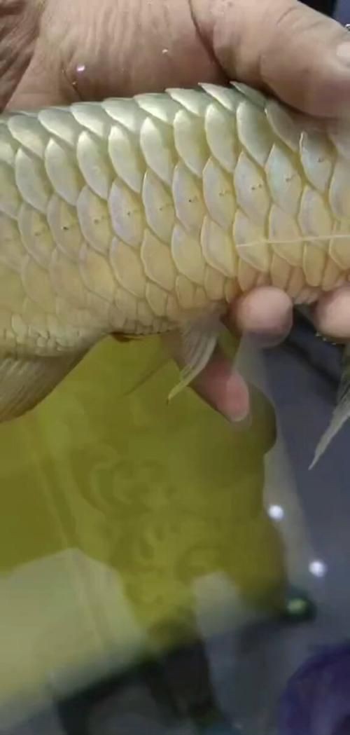金龍魚(yú)炸鱗圖片【看得起雞皮疙瘩——松鱗病這么可怕】