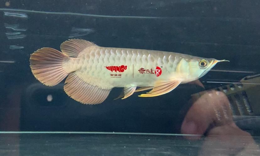 金龍魚(yú)炸鱗圖片【看得起雞皮疙瘩——松鱗病這么可怕】