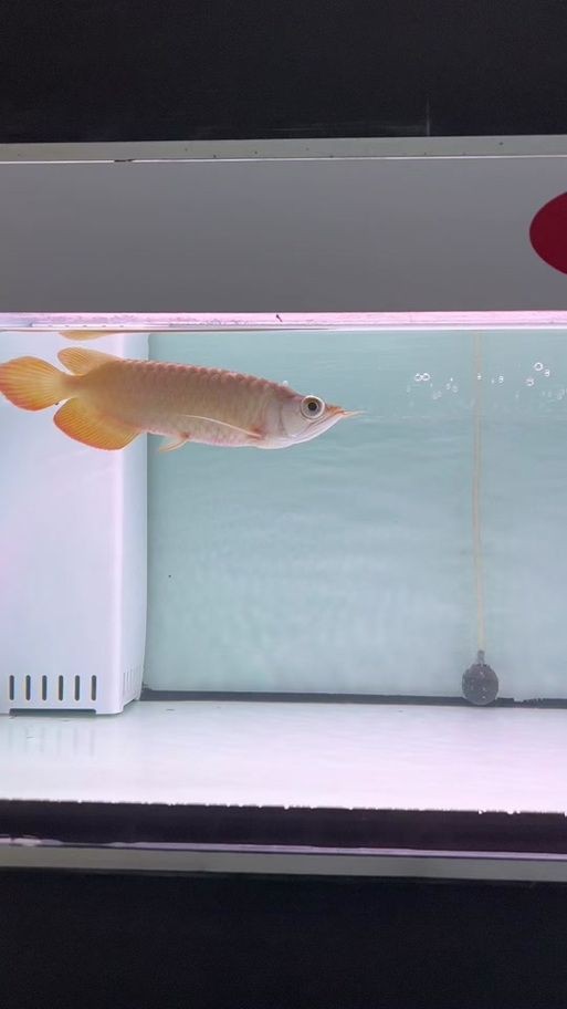 金龍魚(yú)炸鱗圖片【看得起雞皮疙瘩——松鱗病這么可怕】