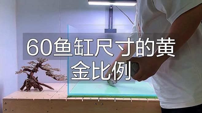 如何根據戶型選擇魚缸尺寸？【《如何根據戶型選擇魚缸尺寸》】