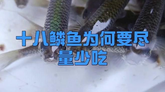 鱗魚為何盡量少吃【十八鱗魚為何要盡量少吃構意呈家白鱗魚盡量少吃】