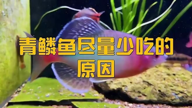 鱗魚為何盡量少吃【十八鱗魚為何要盡量少吃構意呈家白鱗魚盡量少吃】