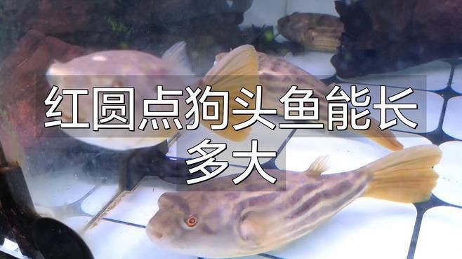 奈及利亞紅圓點狗頭魚需要多大魚缸【利亞紅圓點狗頭魚怎么養(yǎng)】