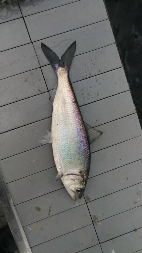 鱭魚是什么魚圖片【刀客重出江湖的刀客重出江湖的鱭魚】
