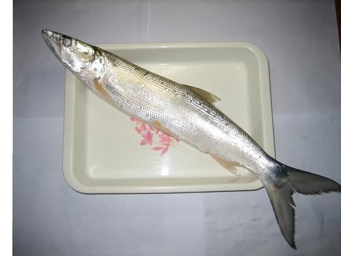鱭魚是什么魚圖片【刀客重出江湖的刀客重出江湖的鱭魚】