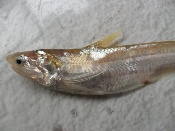 鱭魚是什么魚圖片【刀客重出江湖的刀客重出江湖的鱭魚】