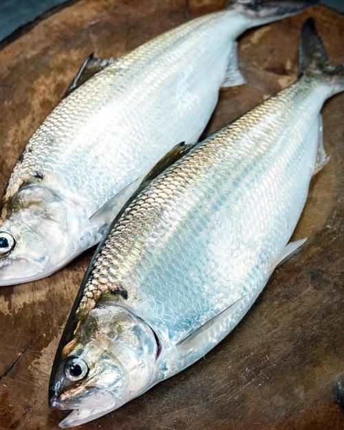 鱭魚是什么魚圖片【刀客重出江湖的刀客重出江湖的鱭魚】