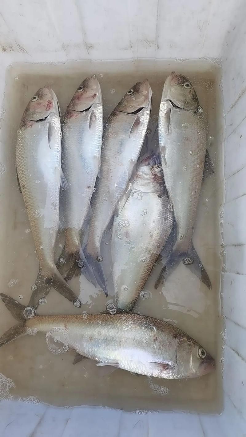 鱭魚是什么魚圖片【刀客重出江湖的刀客重出江湖的鱭魚】