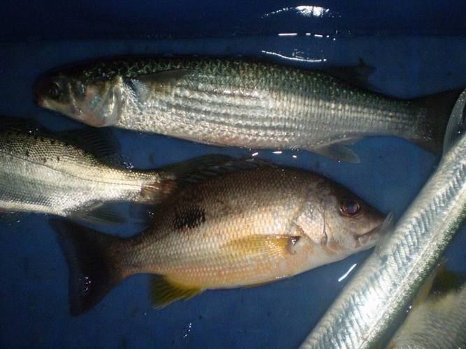 鱭魚是什么魚圖片【刀客重出江湖的刀客重出江湖的鱭魚】