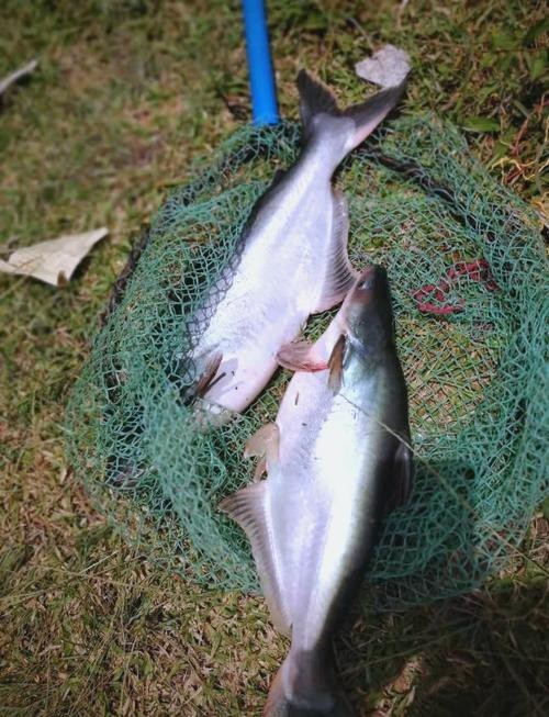 淡水鯊魚圖片大全【關于淡水鯊魚圖片大全】