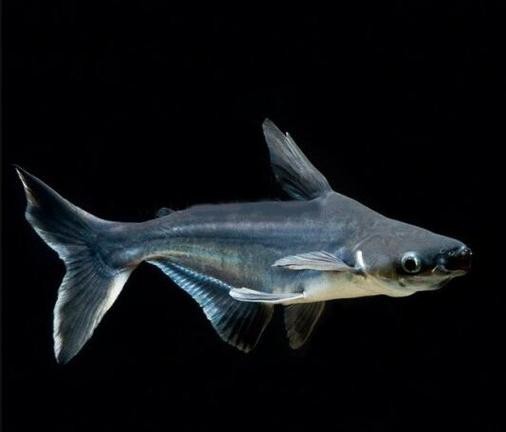 淡水鯊魚圖片大全【關(guān)于淡水鯊魚圖片大全】