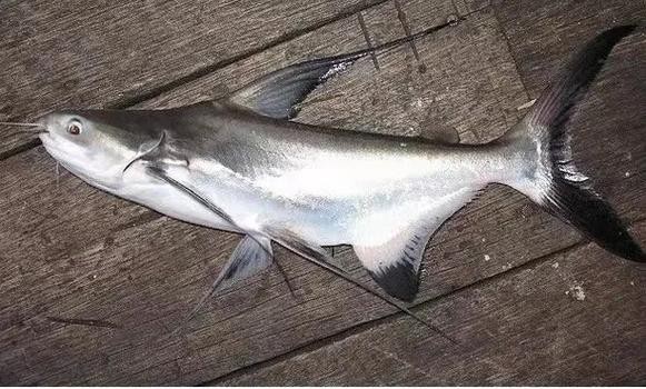 淡水鯊魚圖片大全【關(guān)于淡水鯊魚圖片大全】