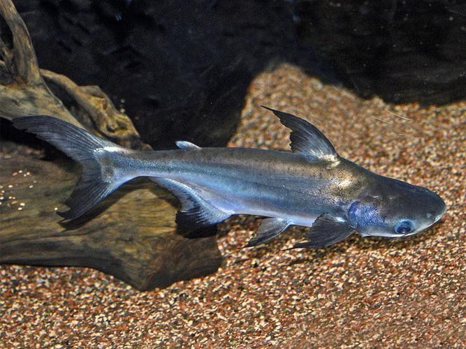 淡水鯊魚圖片大全【關(guān)于淡水鯊魚圖片大全】