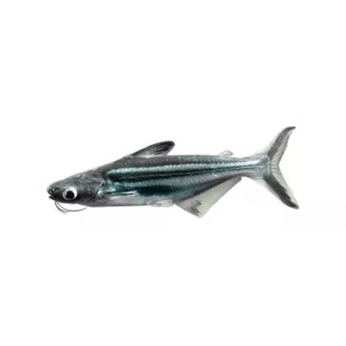 淡水鯊魚圖片大全【關(guān)于淡水鯊魚圖片大全】