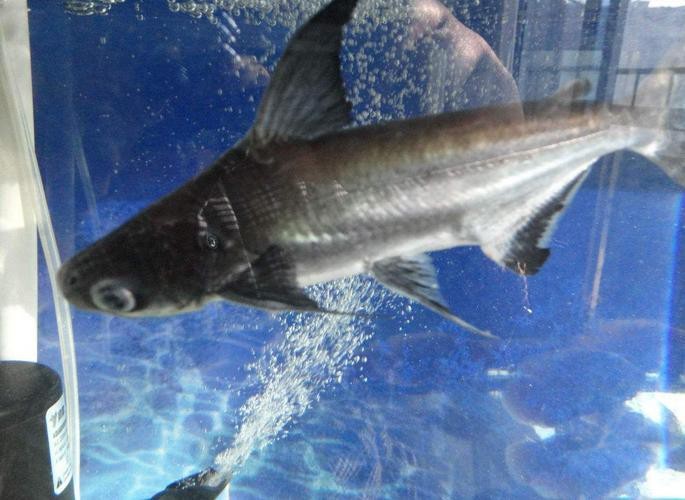 淡水鯊魚圖片大全【關(guān)于淡水鯊魚圖片大全】