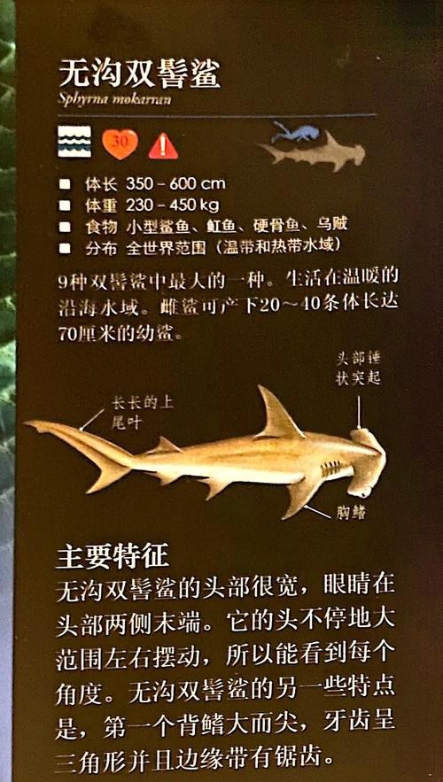 淡水鯊魚圖片大全【關(guān)于淡水鯊魚圖片大全】