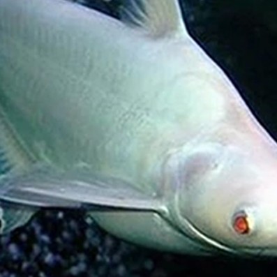 淡水鯊魚圖片大全【關(guān)于淡水鯊魚圖片大全】