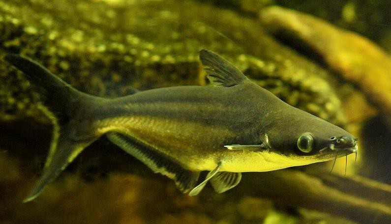 淡水鯊魚圖片大全【關(guān)于淡水鯊魚圖片大全】