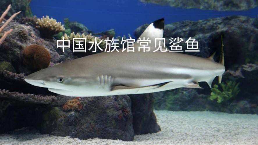 淡水鯊魚圖片大全【關(guān)于淡水鯊魚圖片大全】