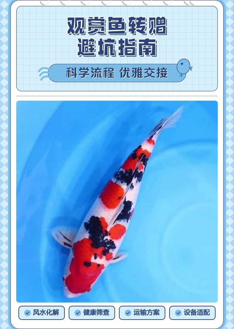 龍魚贈送時如何破除風水忌諱？