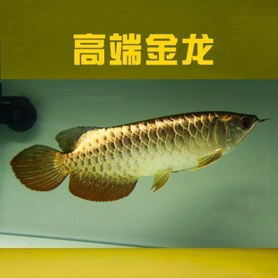 紅龍魚一年能長多大【養魚小藝龍魚生長速度揭秘紅龍魚一年生長多少愛采購】