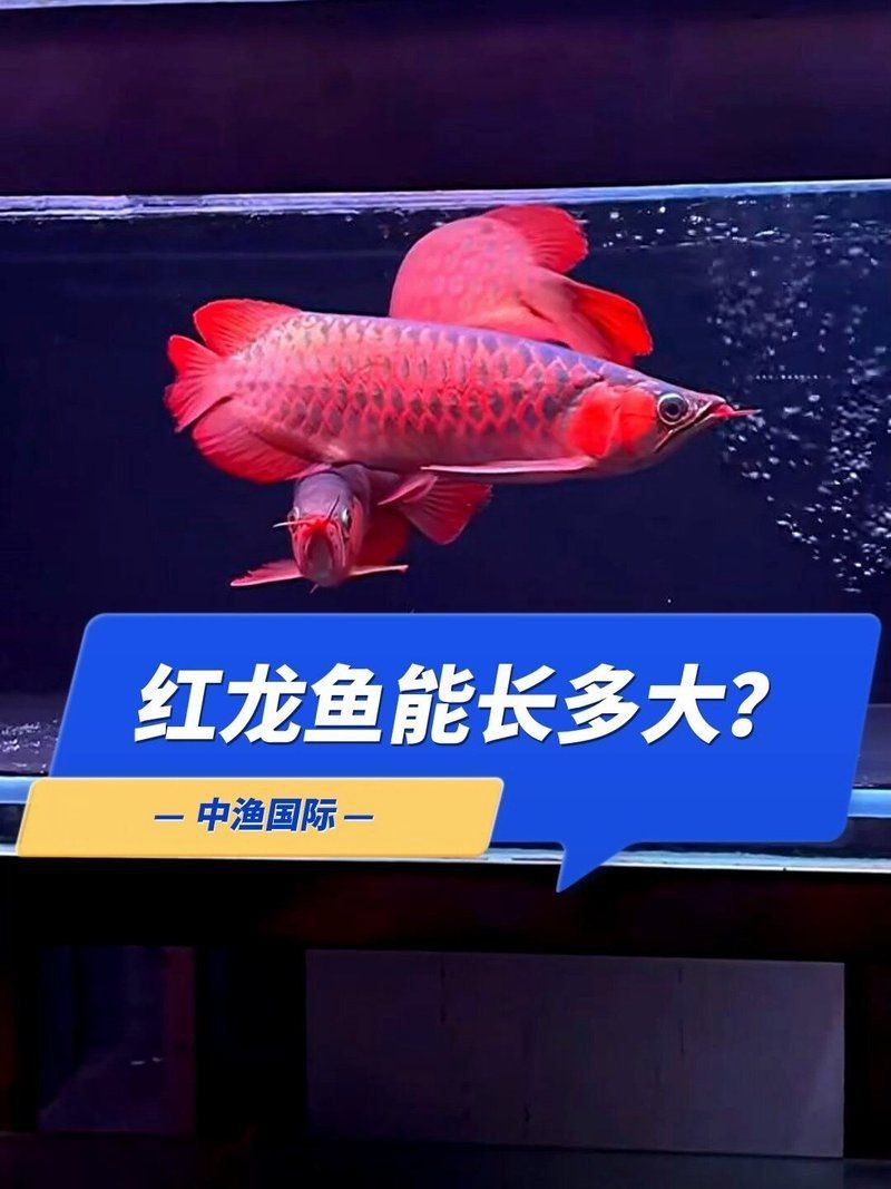 紅龍魚一年能長多大【養魚小藝龍魚生長速度揭秘紅龍魚一年生長多少愛采購】