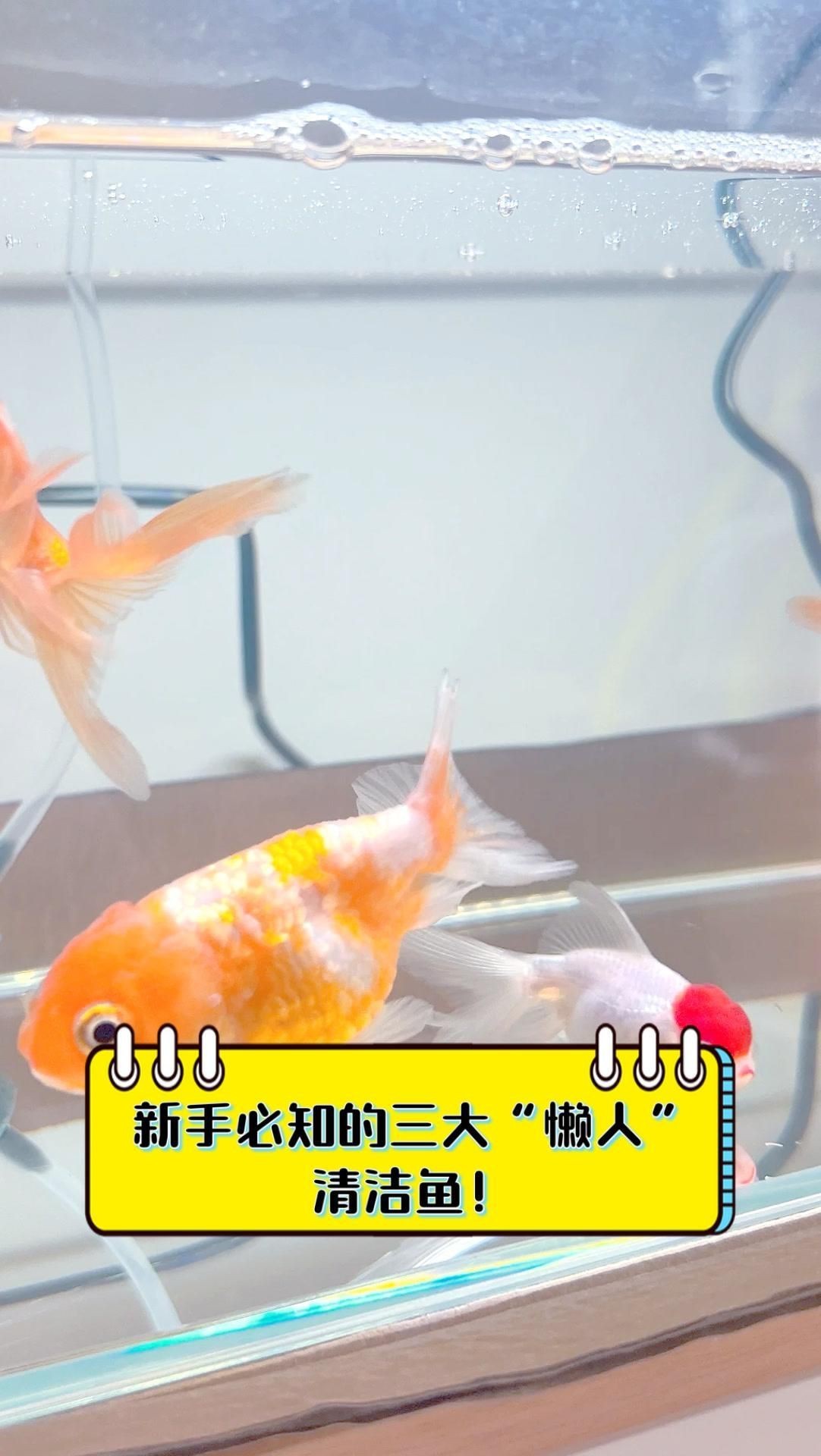 哪種清潔生物最適合新手？【新手必知的三大“懶人”清潔魚缸里必不可少的八大清潔魚】