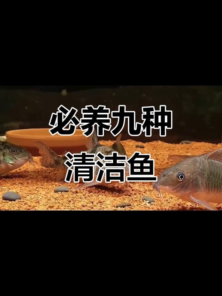 哪種清潔生物最適合新手？【新手必知的三大“懶人”清潔魚缸里必不可少的八大清潔魚】