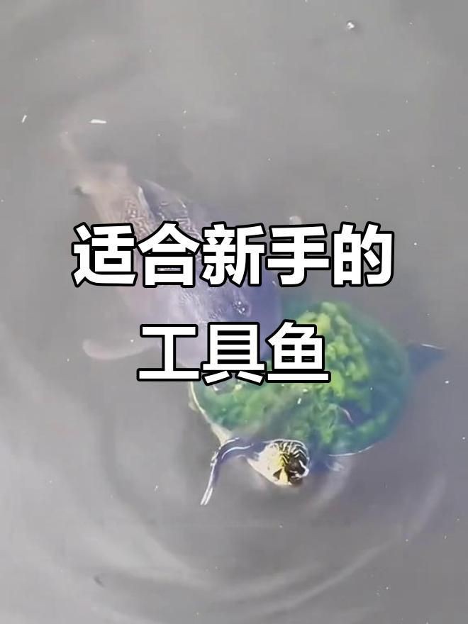 哪種清潔生物最適合新手？【新手必知的三大“懶人”清潔魚缸里必不可少的八大清潔魚】
