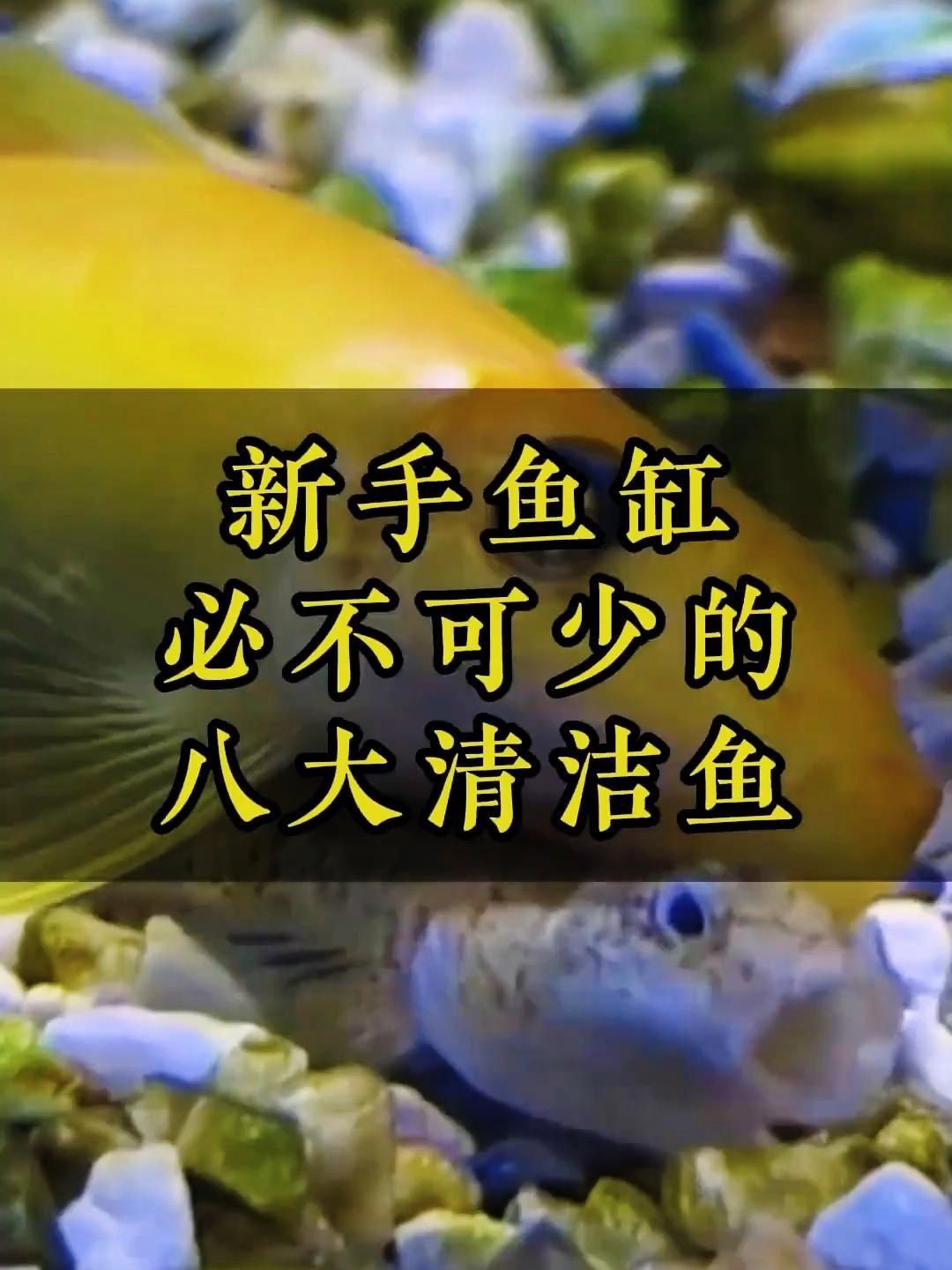 哪種清潔生物最適合新手？【新手必知的三大“懶人”清潔魚缸里必不可少的八大清潔魚】