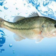 鱸魚苗批發魚苗出售【鱸魚苗多少錢一尾】